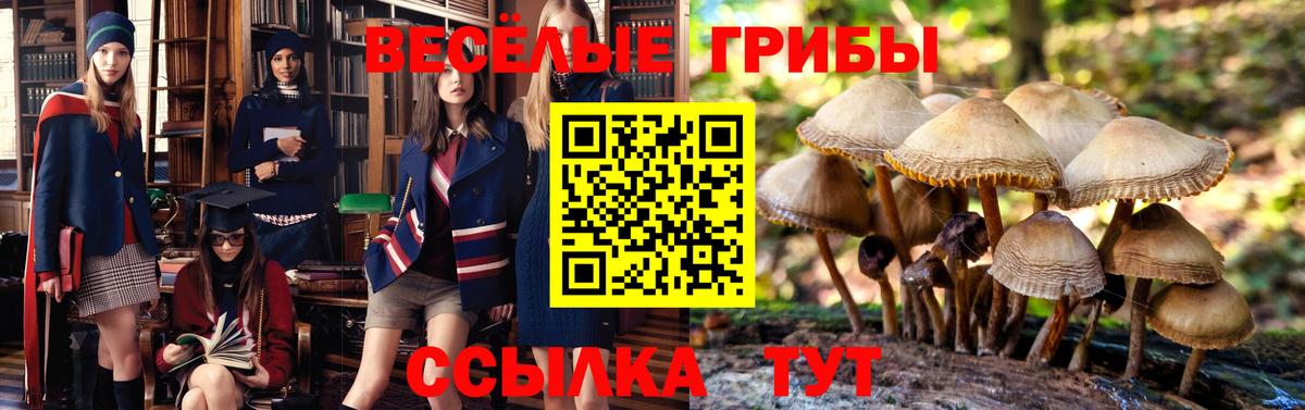 Галлюциногенные грибы MAGIC MUSHROOMS  Вход с VPN  Владимир 